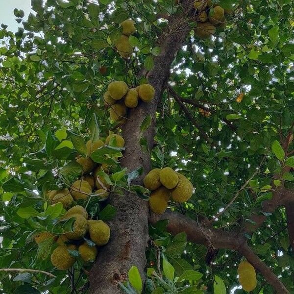 Artocarpus heterophyllus Gyümölcs