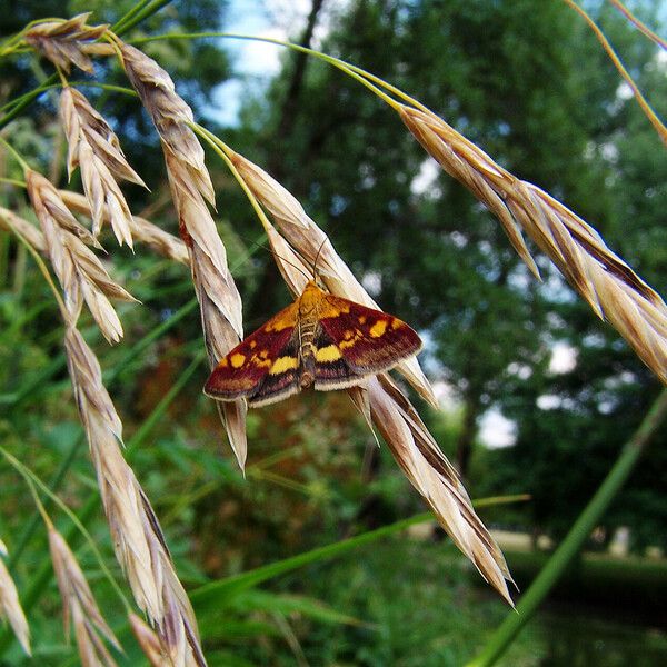 Bromus catharticus Fruit