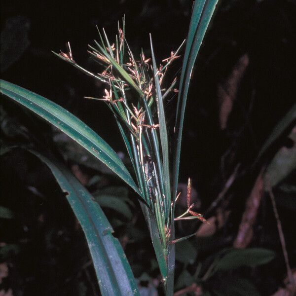 Diplasia karatifolia Tervik taim