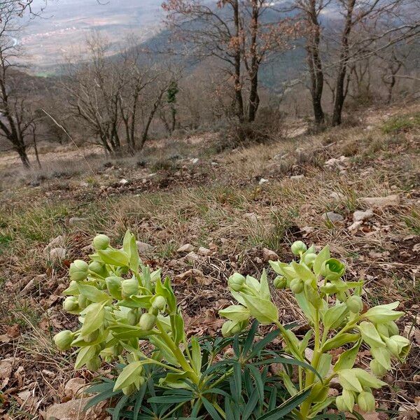 Helleborus foetidus موطن