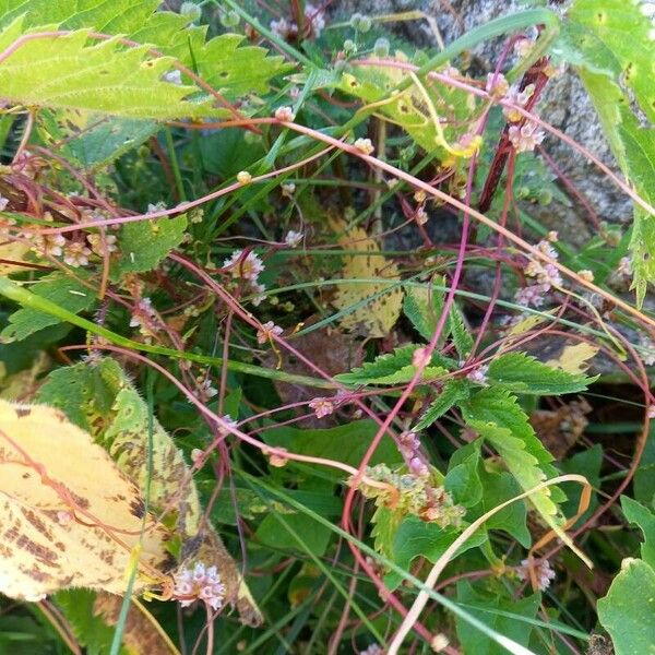 Cuscuta europaea Corteccia