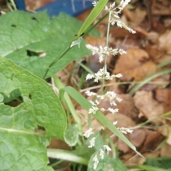 Agrostis stolonifera Flower