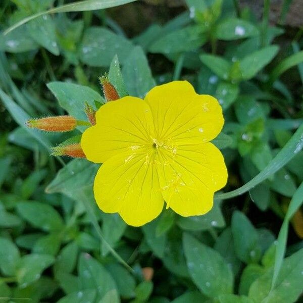 Oenothera fruticosa Квітка