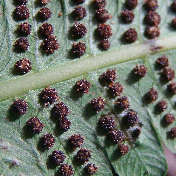 Thelypteris costata Leaf