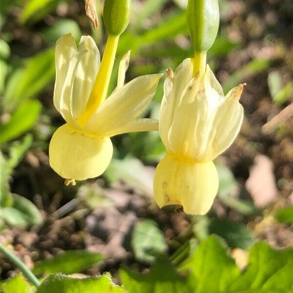 Narcissus triandrus Flower