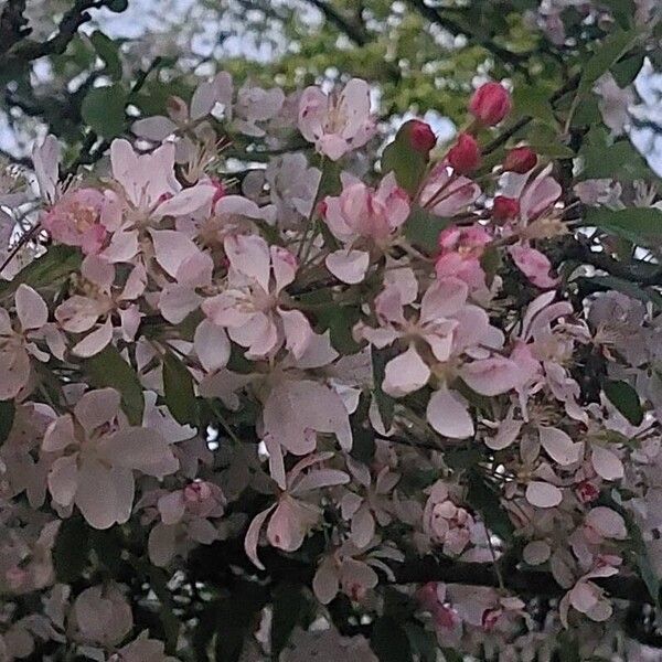 Malus sylvestris Lorea