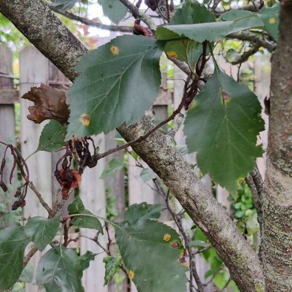 Crataegus douglasii Yaprak