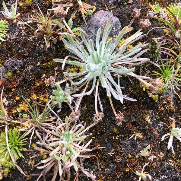 Plantago sericea Natur