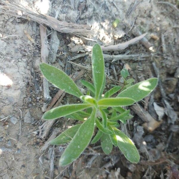 Bassia scoparia Blad