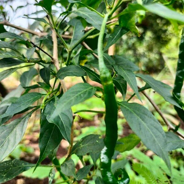 Capsicum frutescens ഫലം