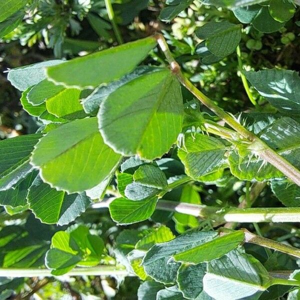 Medicago polymorpha Leaf