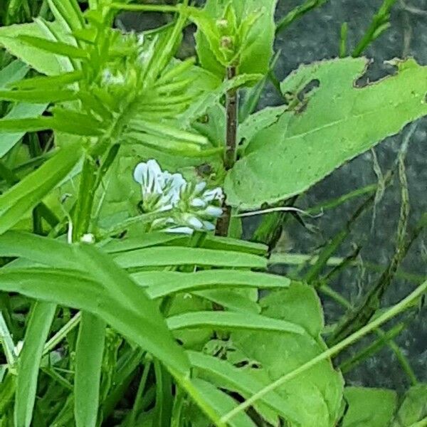 Vicia hirsuta Floare