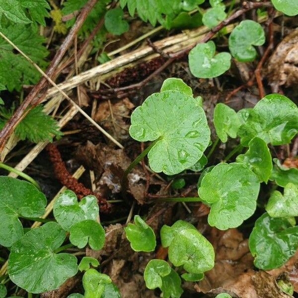 Centella asiatica Leaf