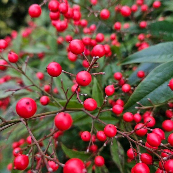 Nandina domestica 果