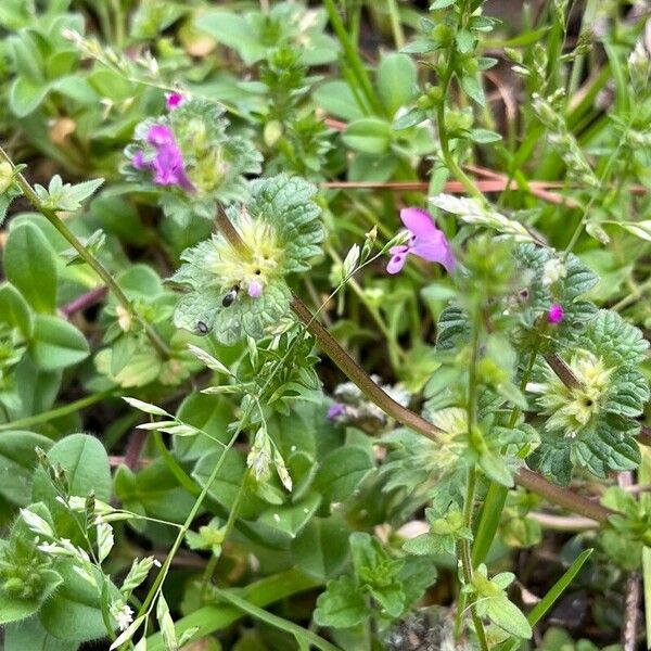 Lamium amplexicaule Žiedas