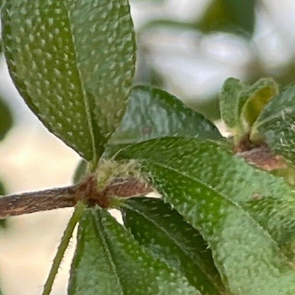 Acalypha siamensis Feuille