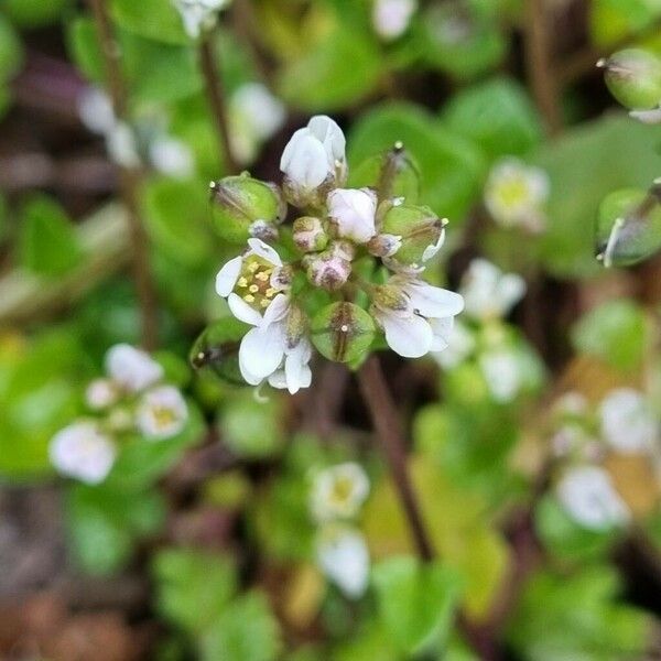 Cochlearia danica Blomma