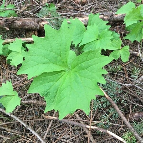 Achlys triphylla ഇല