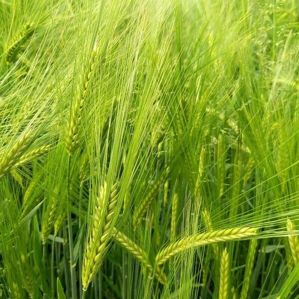 Hordeum vulgare Flower