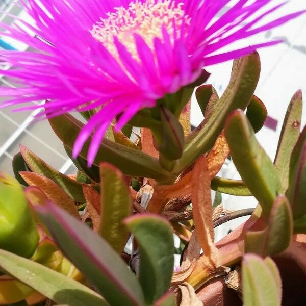 Carpobrotus acinaciformis Blomst