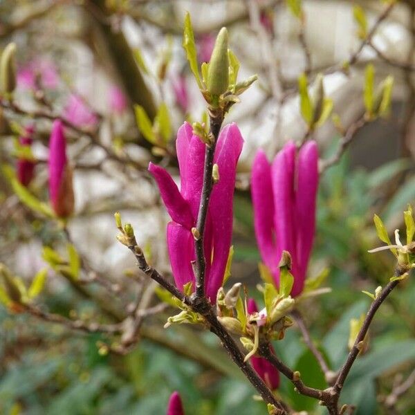 Magnolia liliiflora अन्य