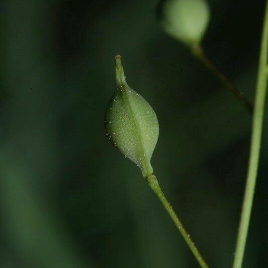 Camelina microcarpa Fruto