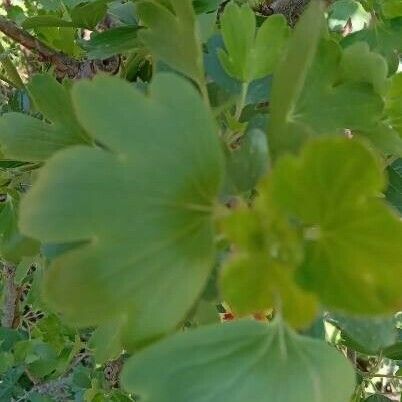 Ribes aureum Levél