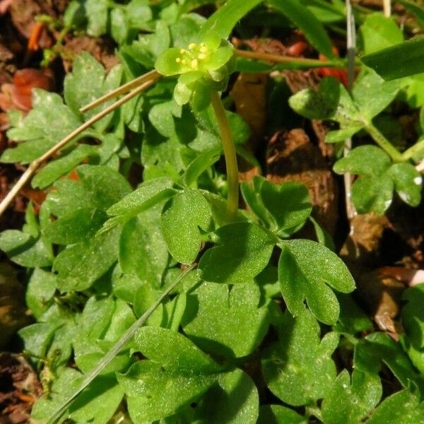 Adoxa moschatellina Yaprak