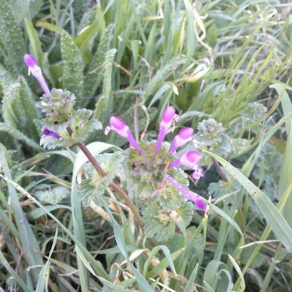 Lamium amplexicaule ᱵᱟᱦᱟ