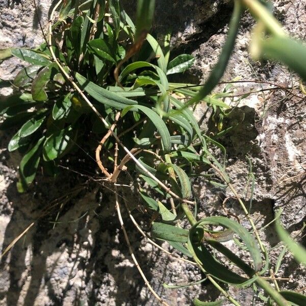 Centranthus lecoqii Frunză