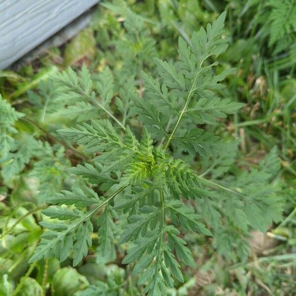 Ambrosia artemisiifolia পাতা