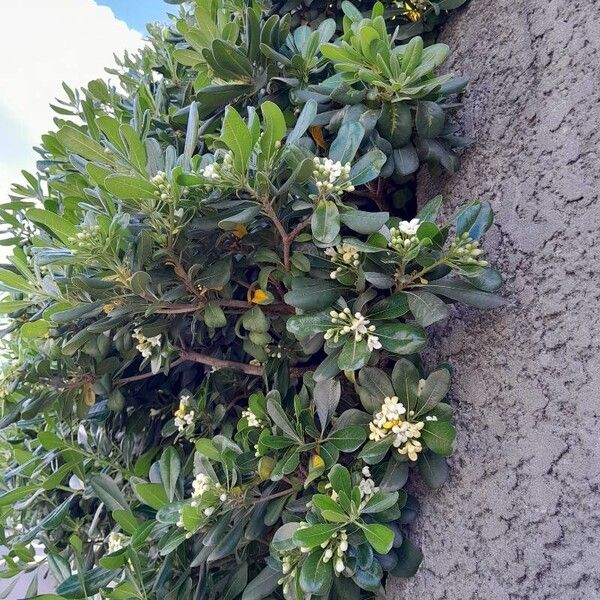 Pittosporum tobira Habit