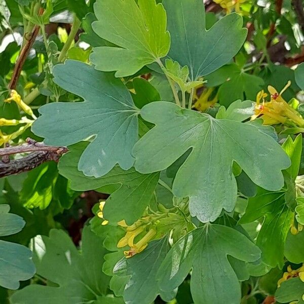 Ribes aureum 葉