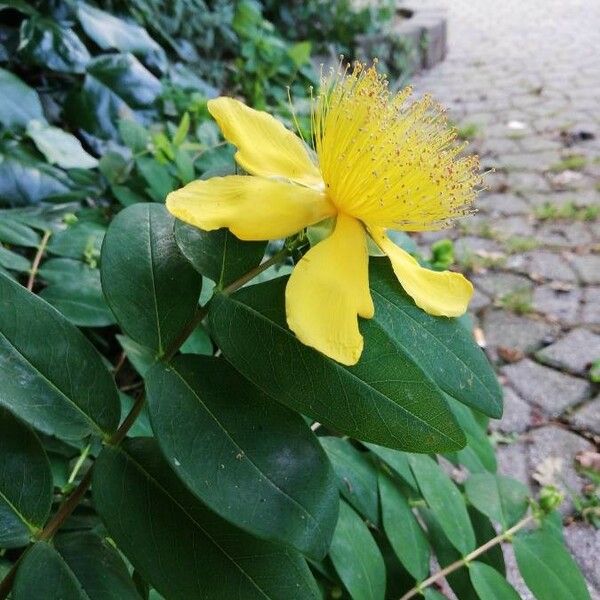 Hypericum calycinum ᱵᱟᱦᱟ