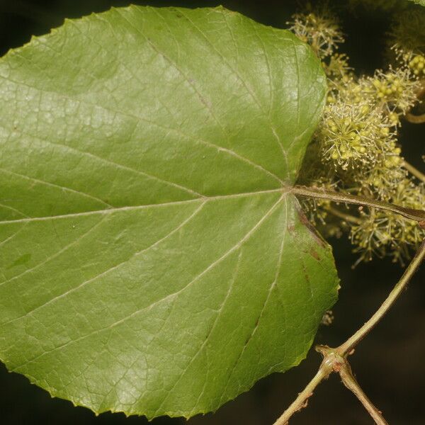 Vitis tiliifolia Levél