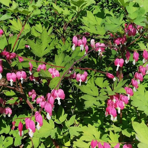 Lamprocapnos spectabilis Elinympäristö