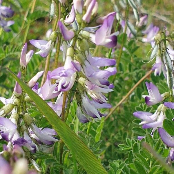 Astragalus alpinus പുഷ്പം