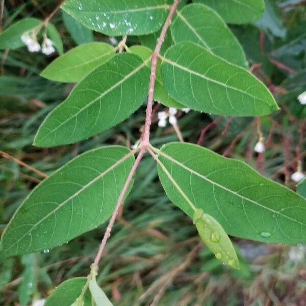 Apocynum androsaemifolium Leaf