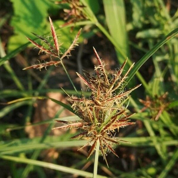 Cyperus rotundus Blüte