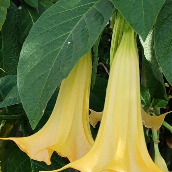 Brugmansia × candida Blüte