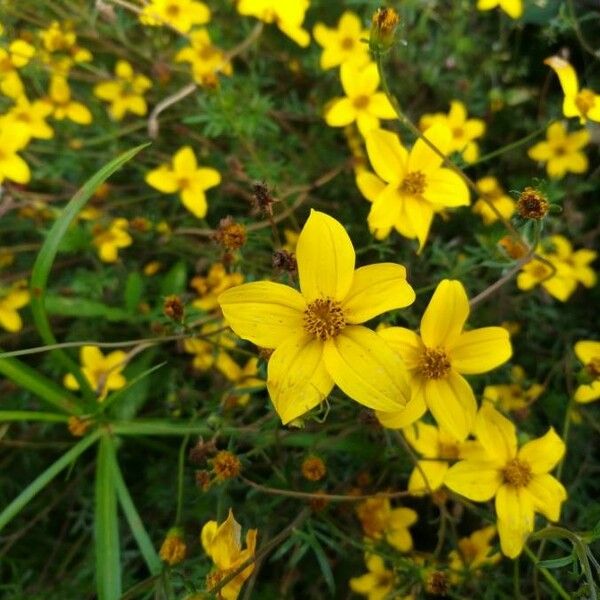 Bidens bipinnata Blomst