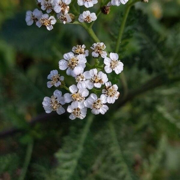 Achillea nobilis Blomst