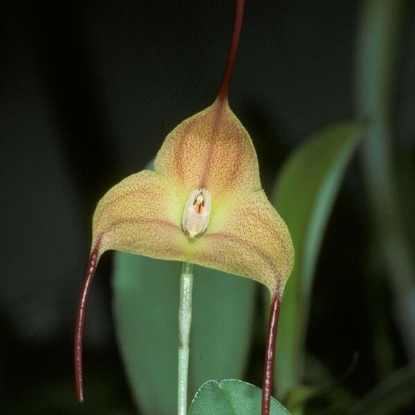 Masdevallia triangularis Õis