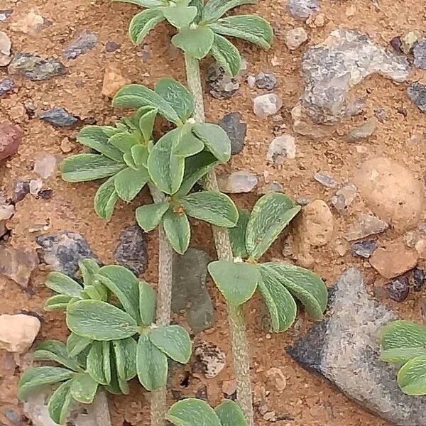 Lotus glinoides Bark