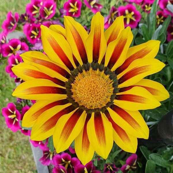 Gazania linearis Lorea