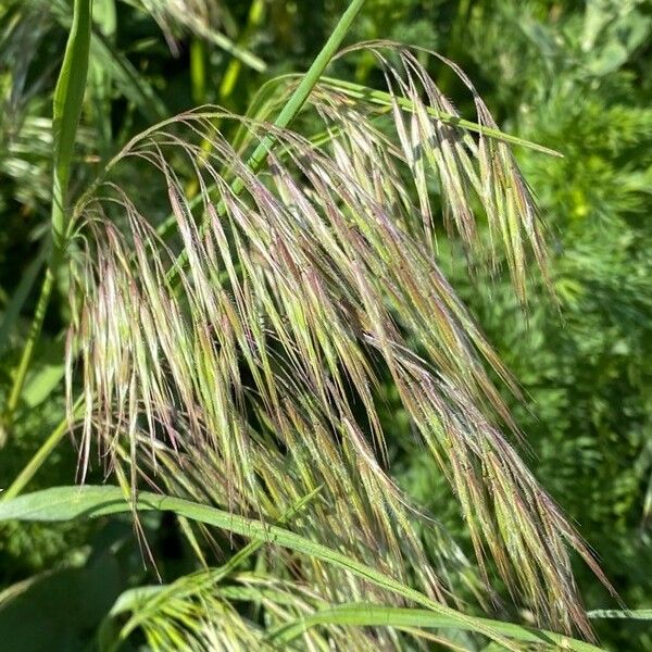 Bromus tectorum 花