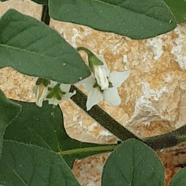 Solanum villosum Bloem