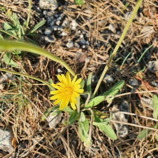 Agoseris glauca 花