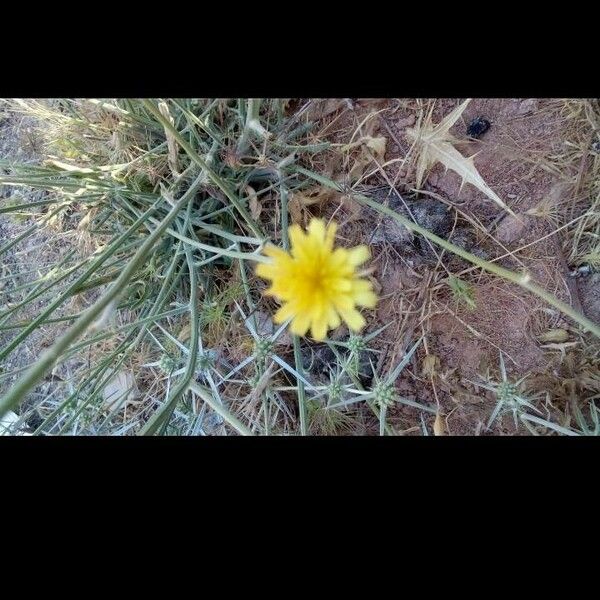 Launaea nudicaulis Flower