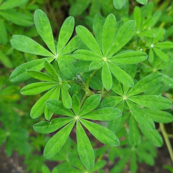 Lupinus nootkatensis 葉